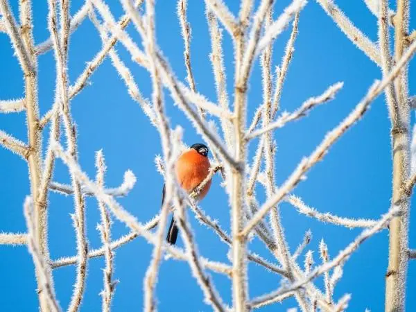 夜话丨小寒：轻舞一曲送冬雪，万家灯里待春风