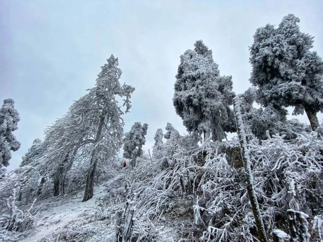 湖南南岳衡山雾凇，从广州出发仅两小时高铁，像天宫一样绝美