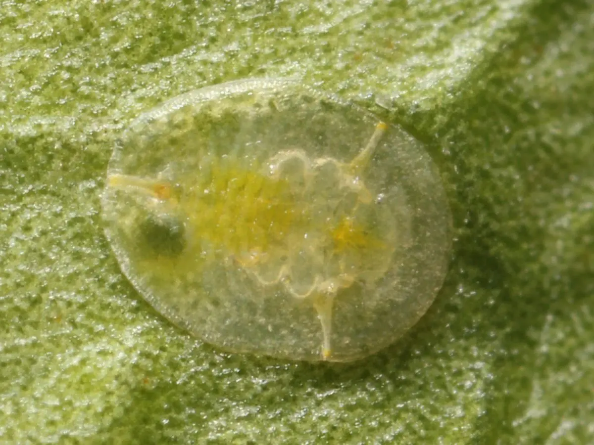 茉莉花病虫害预防、症状和解决方法全指南，其他植物可参考使用