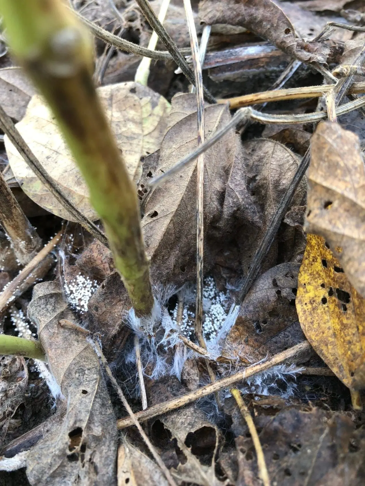 茉莉花病虫害预防、症状和解决方法全指南，其他植物可参考使用