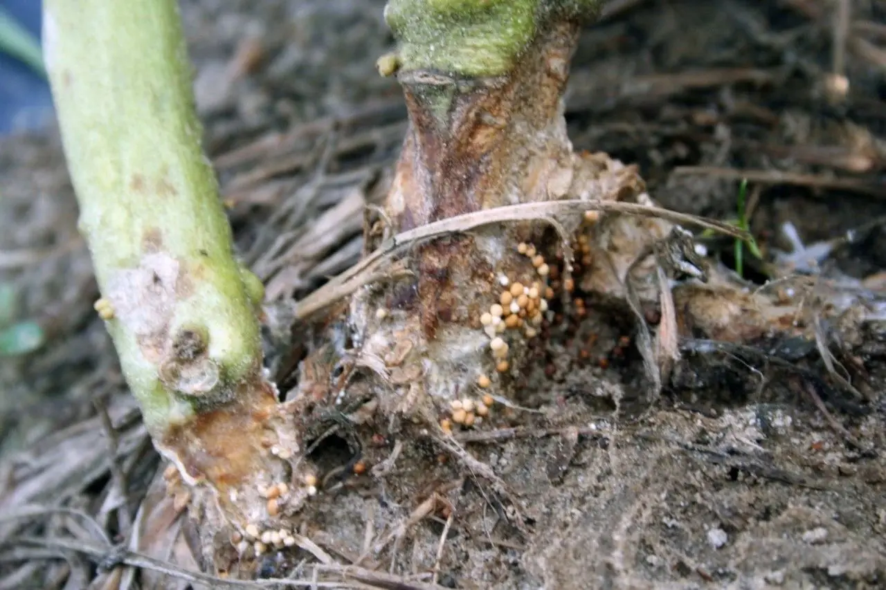 茉莉花病虫害预防、症状和解决方法全指南，其他植物可参考使用