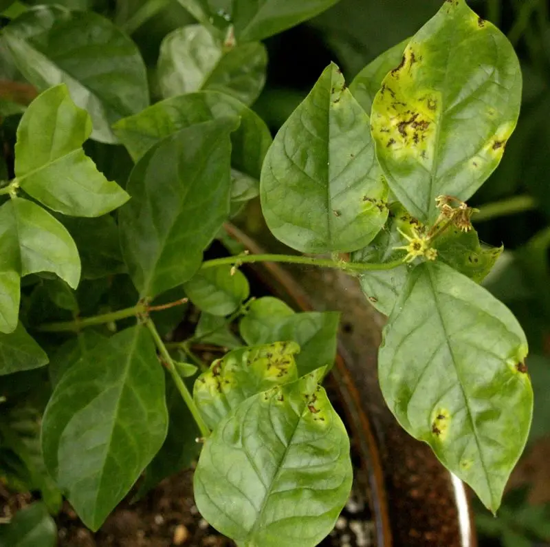 茉莉花病虫害预防、症状和解决方法全指南，其他植物可参考使用