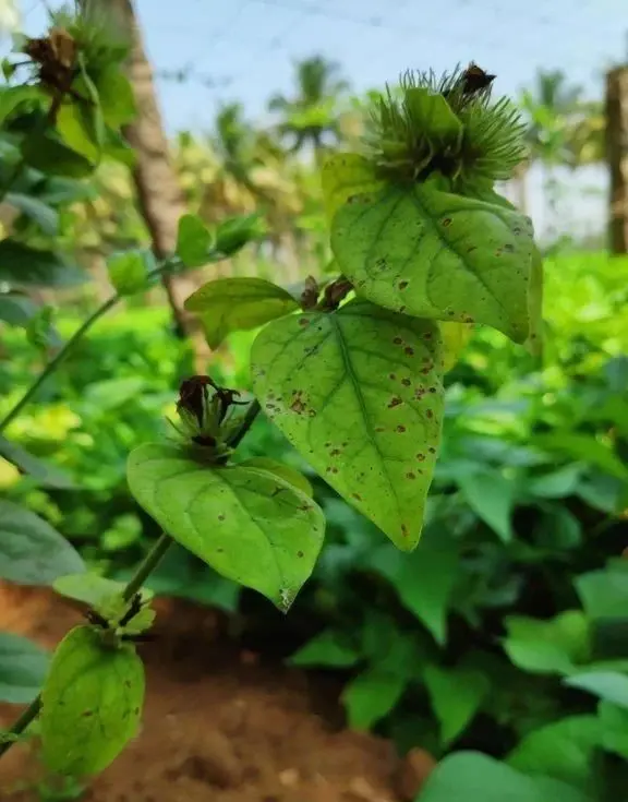 茉莉花病虫害预防、症状和解决方法全指南，其他植物可参考使用