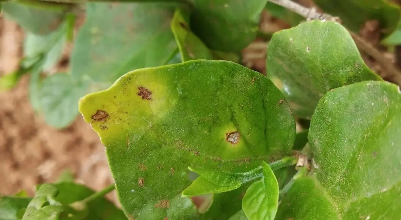 茉莉花病虫害预防、症状和解决方法全指南，其他植物可参考使用