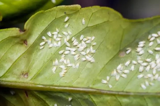 茉莉花病虫害预防、症状和解决方法全指南，其他植物可参考使用