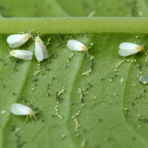 茉莉花病虫害预防、症状和解决方法全指南，其他植物可参考使用