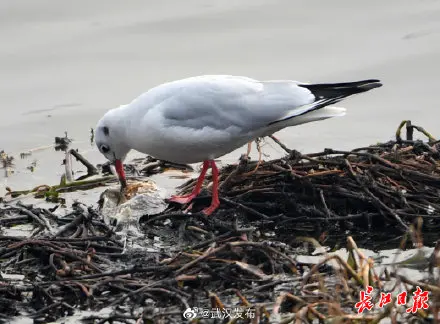 东湖畔，红嘴鸥喜鹊打响“护食战”