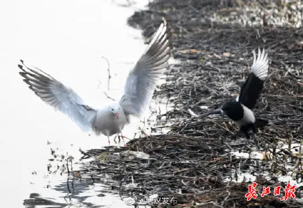 东湖畔，红嘴鸥喜鹊打响“护食战”