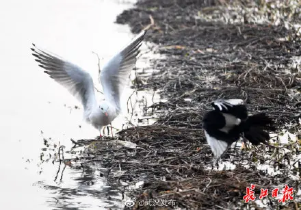 东湖畔，红嘴鸥喜鹊打响“护食战”