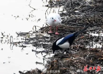 东湖畔，红嘴鸥喜鹊打响“护食战”