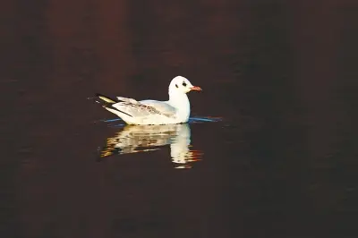 东湖“人鸥情未了”