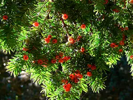 谁才是抗癌药物的终极生产者？植物还是……｜微生物“智”造