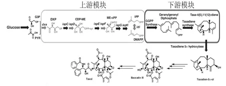 谁才是抗癌药物的终极生产者？植物还是……｜微生物“智”造