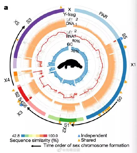 人类和鸭嘴兽有共同祖先 现生哺乳动物最近共同祖先基因组图谱首次成功构建