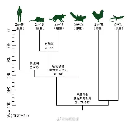 人类和鸭嘴兽有共同祖先 现生哺乳动物最近共同祖先基因组图谱首次成功构建