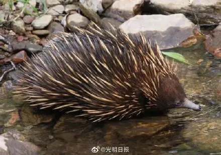 人类和鸭嘴兽有共同祖先 现生哺乳动物最近共同祖先基因组图谱首次成功构建