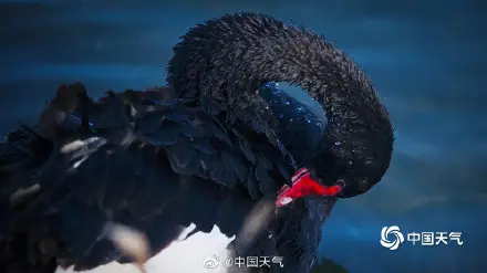 北京圆明园黑天鹅 湖中“起舞” 姿态优雅惹人醉
