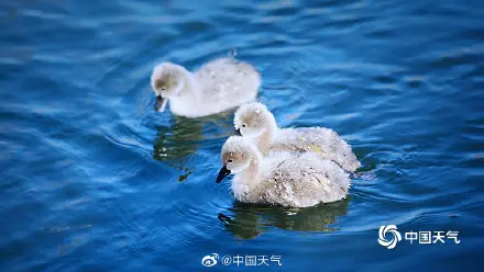 北京圆明园黑天鹅 湖中“起舞” 姿态优雅惹人醉