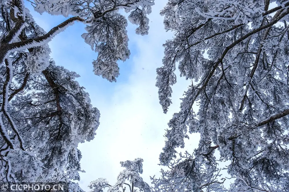 四季之歌｜东风吹雪小寒来