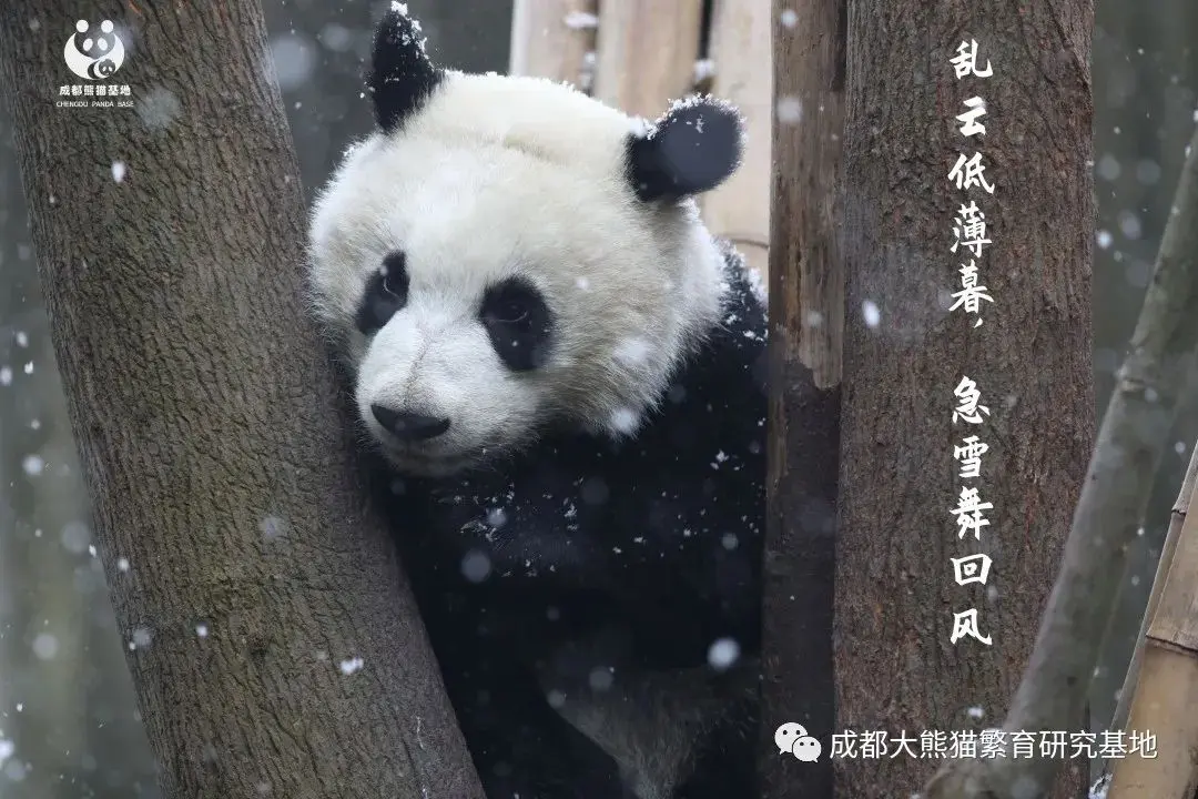 2021年成都熊猫基地第一场雪如约而至，滚滚与雪的故事