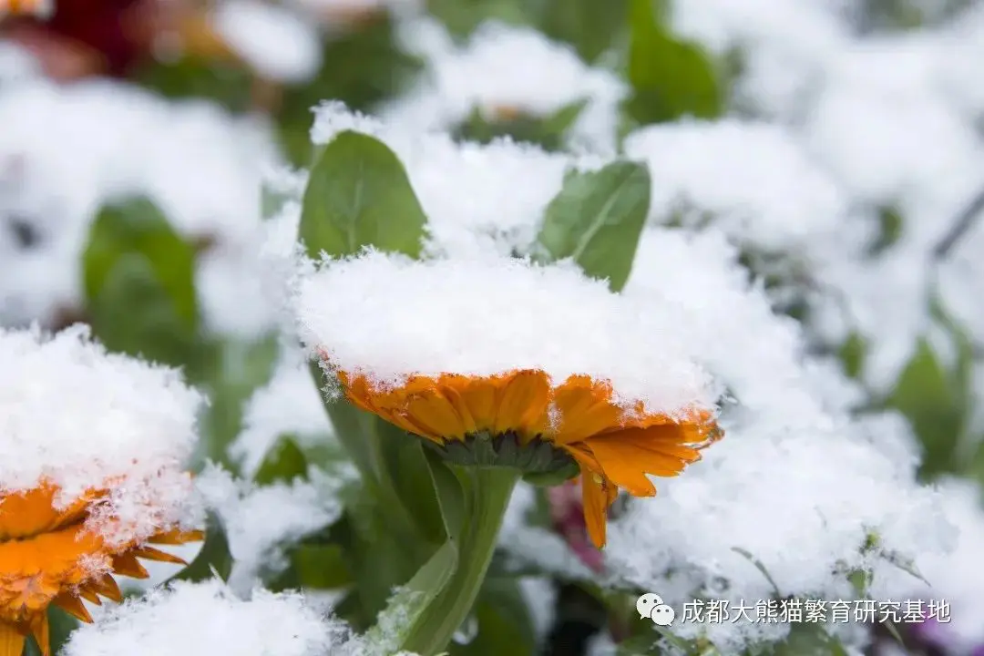 2021年成都熊猫基地第一场雪如约而至，滚滚与雪的故事