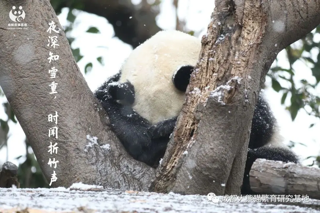 2021年成都熊猫基地第一场雪如约而至，滚滚与雪的故事