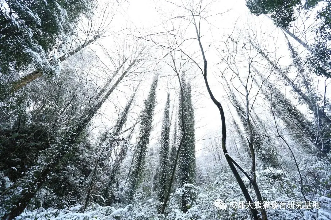 2021年成都熊猫基地第一场雪如约而至，滚滚与雪的故事