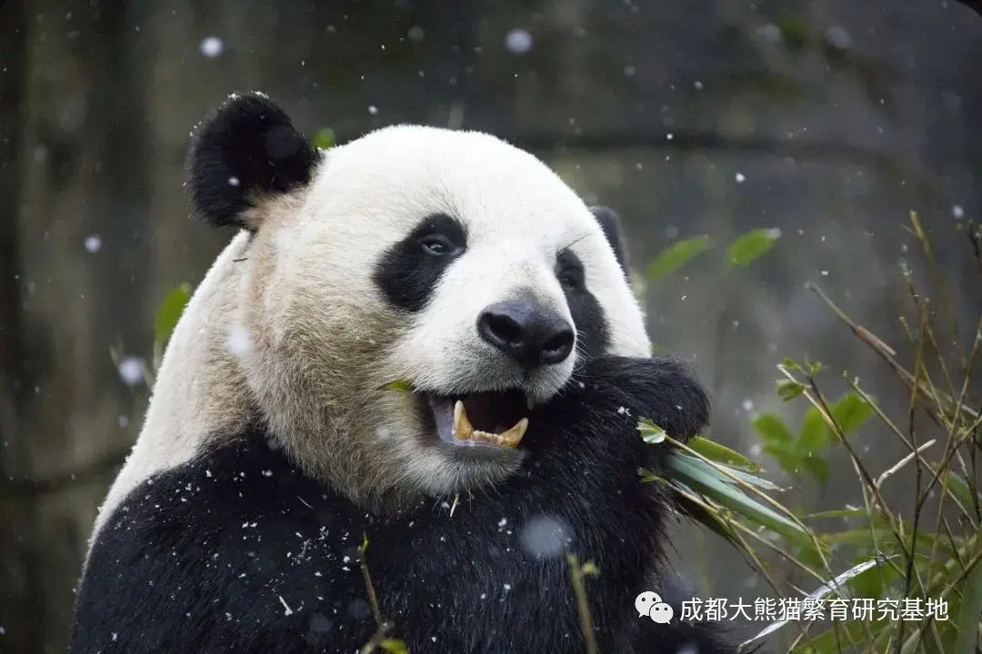 2021年成都熊猫基地第一场雪如约而至，滚滚与雪的故事