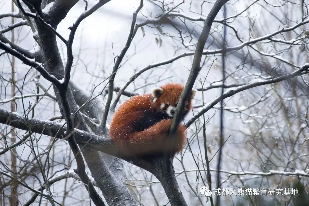 2021年成都熊猫基地第一场雪如约而至，滚滚与雪的故事