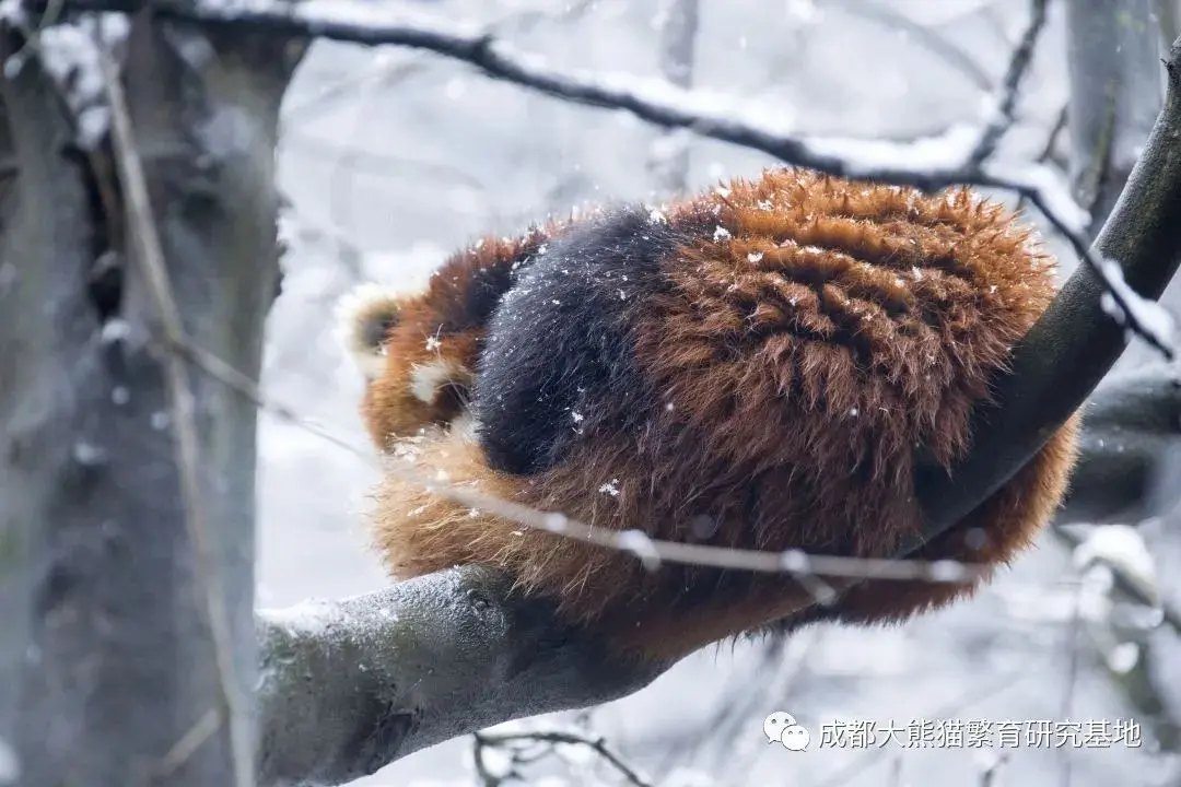 2021年成都熊猫基地第一场雪如约而至，滚滚与雪的故事