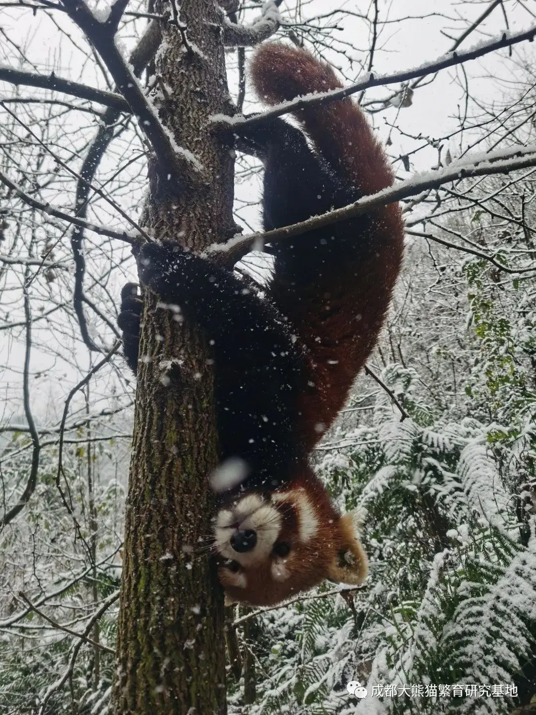 2021年成都熊猫基地第一场雪如约而至，滚滚与雪的故事