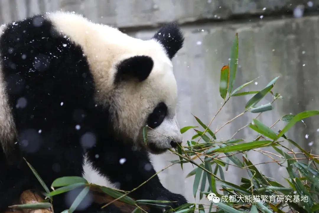 2021年成都熊猫基地第一场雪如约而至，滚滚与雪的故事