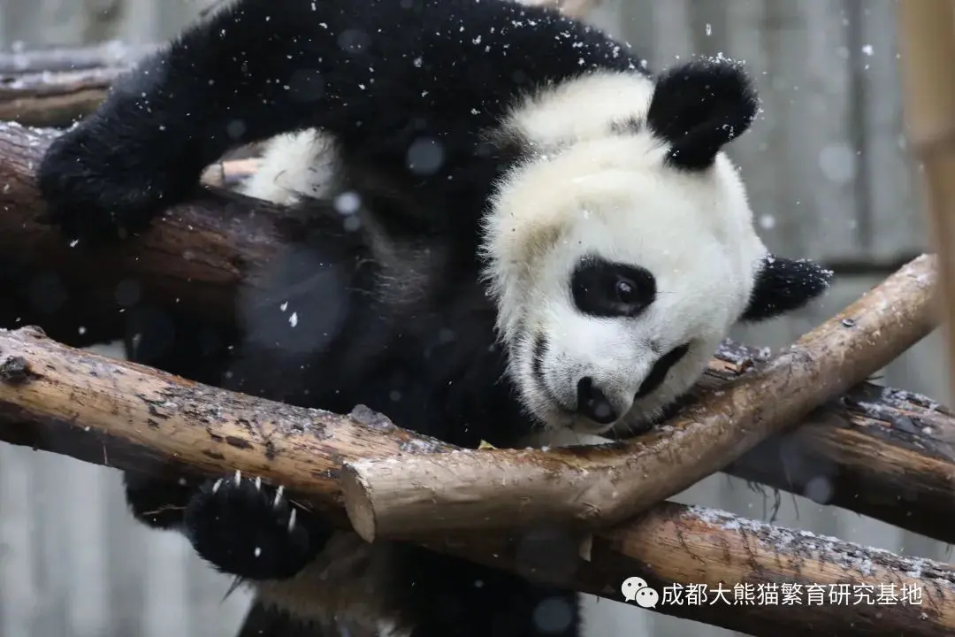 2021年成都熊猫基地第一场雪如约而至，滚滚与雪的故事