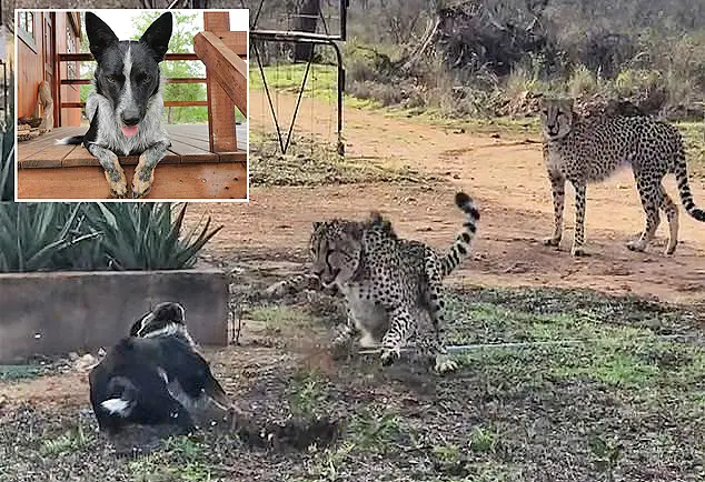 世界上最勇敢的狗！南非一只牧羊犬围捕大象猎豹