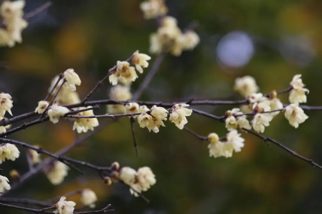 探幽寻“梅” 是为雅事丨花花万物