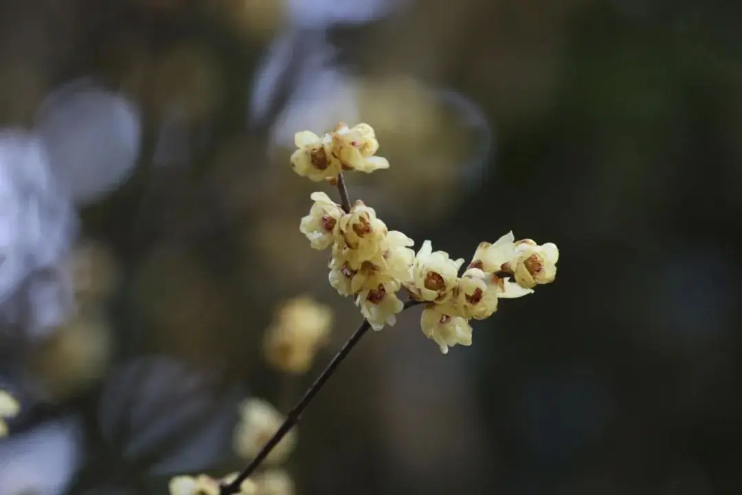 探幽寻“梅” 是为雅事丨花花万物