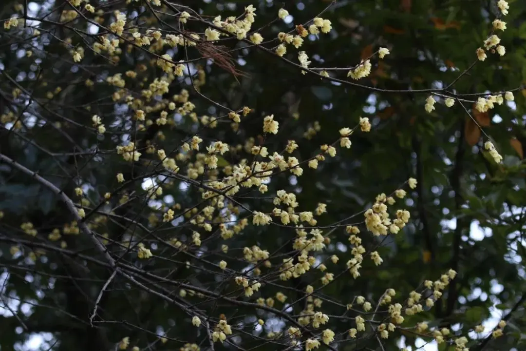 探幽寻“梅” 是为雅事丨花花万物