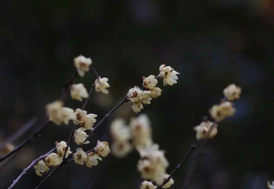 探幽寻“梅” 是为雅事丨花花万物