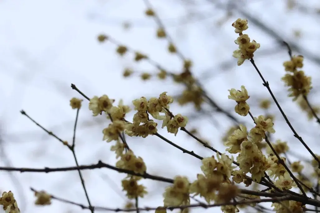 探幽寻“梅” 是为雅事丨花花万物