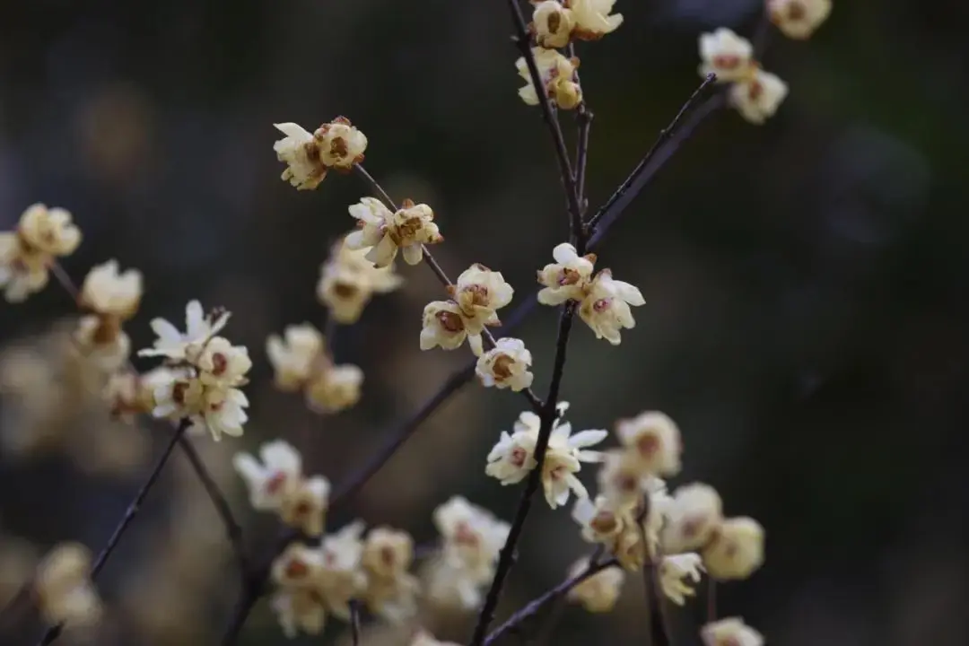 探幽寻“梅” 是为雅事丨花花万物