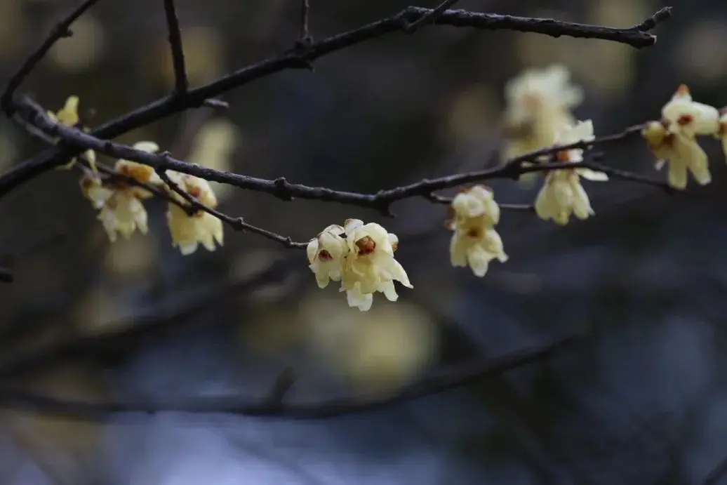 探幽寻“梅” 是为雅事丨花花万物