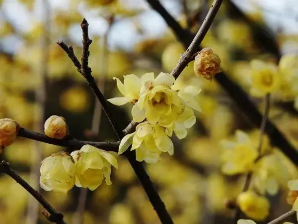 探幽寻“梅” 是为雅事丨花花万物