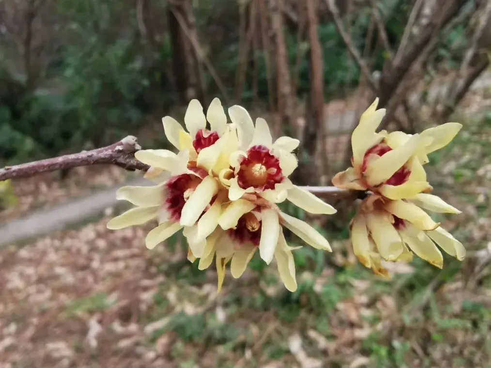 探幽寻“梅” 是为雅事丨花花万物