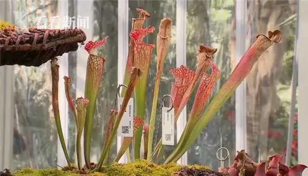 辰山食虫植物馆新亮相 展现植物界“甜蜜陷阱”