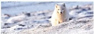 首部北极科考题材纪录片《光语者》 营造冰天雪地里的世外桃源
