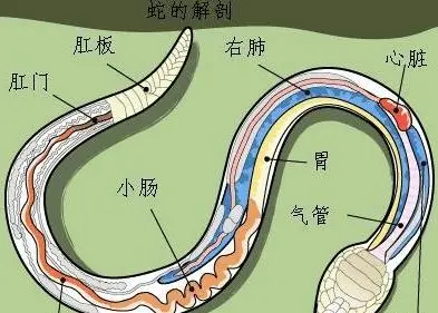 15个冷知识：有味道的冷知识，第15个你绝对会试试