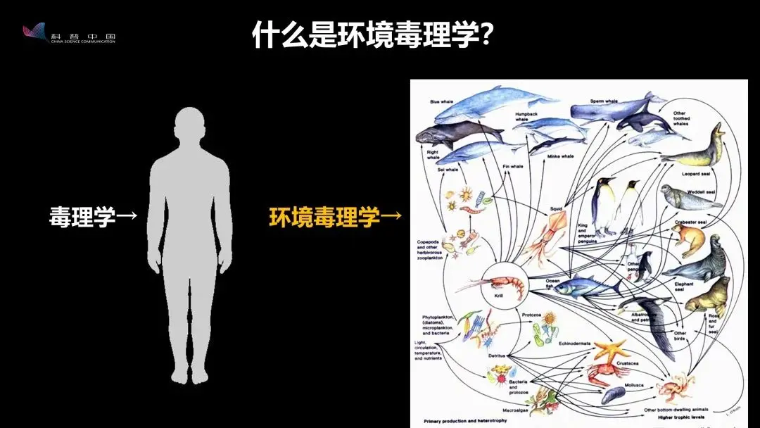 做环境毒理学挺焦虑的：做不出毒性，愁论文，做出毒性，又替地球担心｜王雯