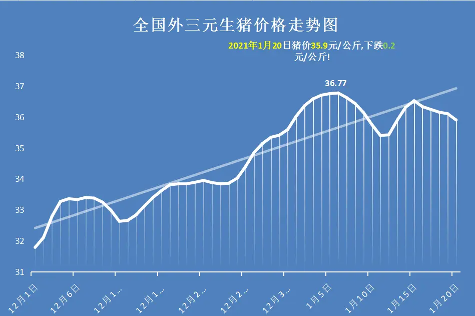 20日猪价大厦将倾，行情鹤唳，猪价下跌潮提前？春节吃到便宜肉？