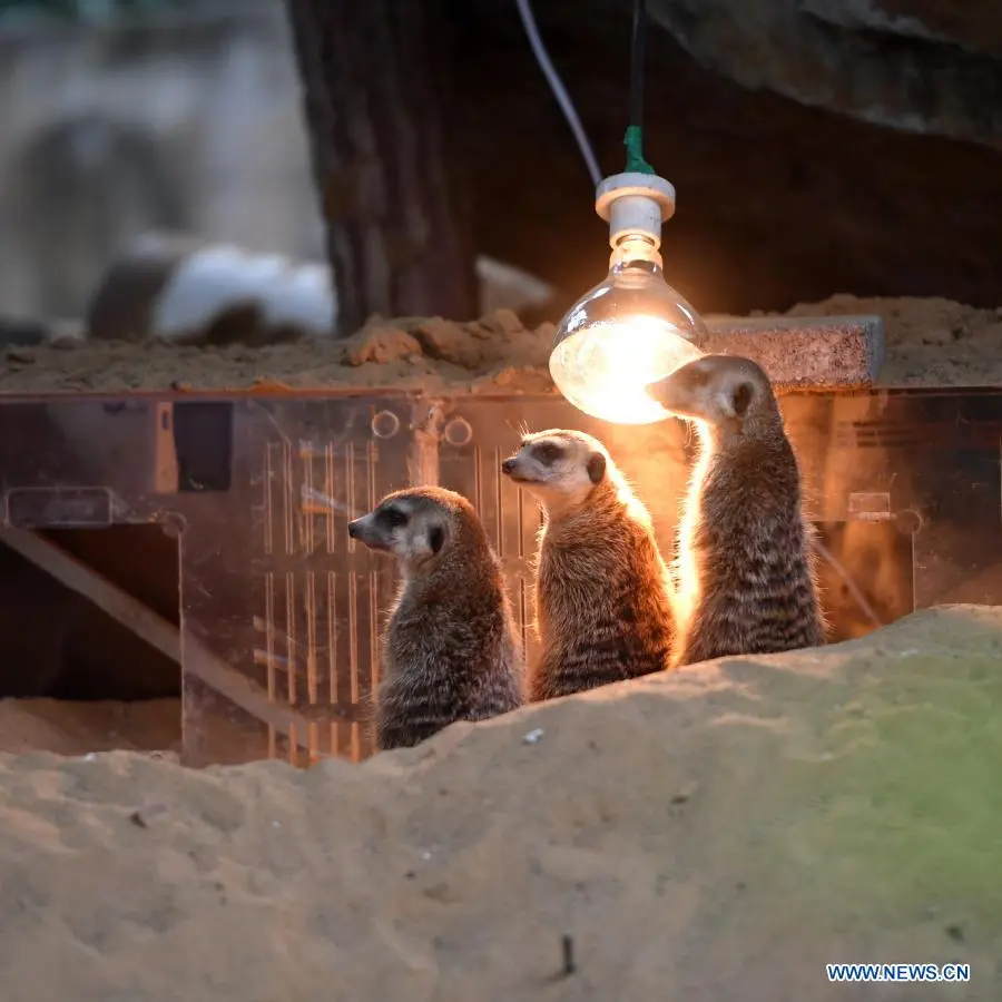 In pics：animals at Chongqing Zoo