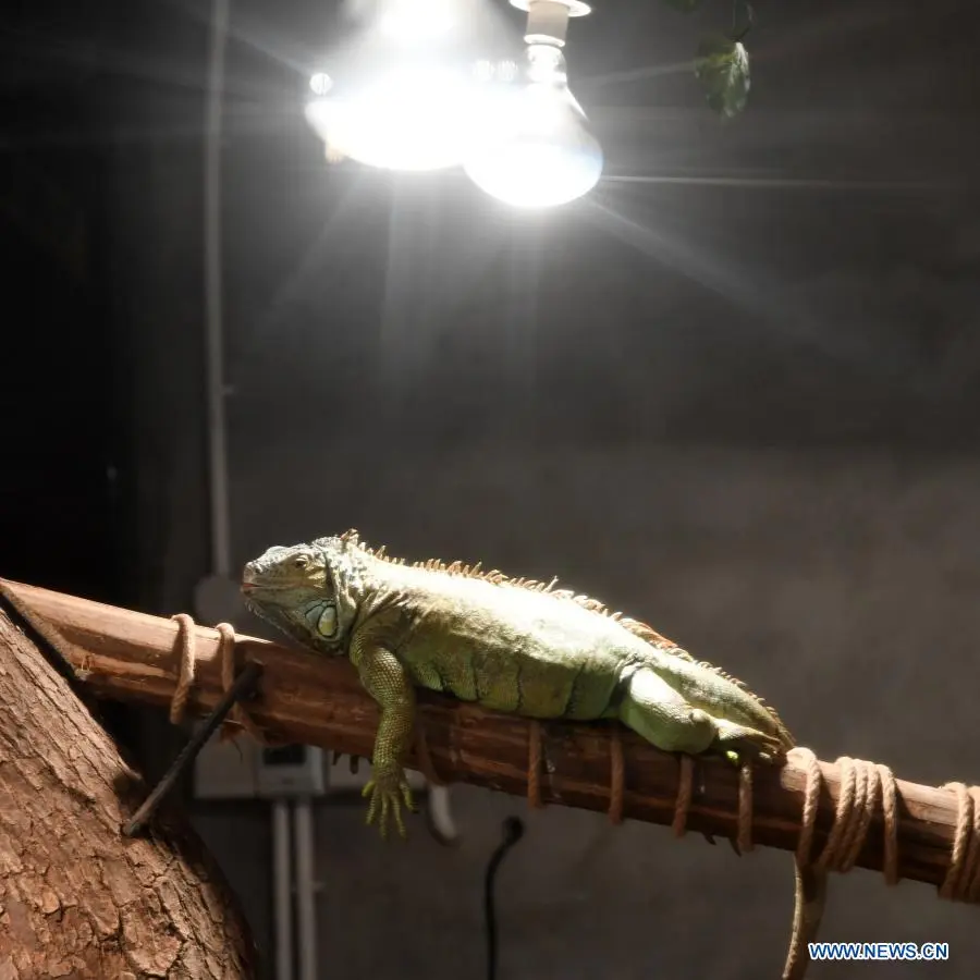 In pics：animals at Chongqing Zoo